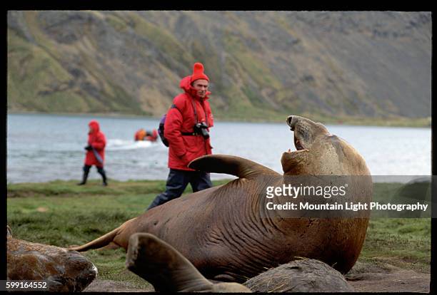 Tourist Walks Past Large Elephant Seal