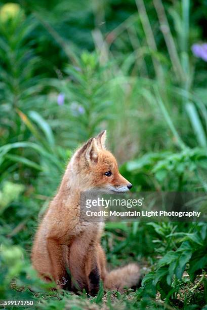 Red Fox Looks Up From Green Grasses