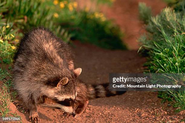 Racoon smells the ground for food or danger on a trail in the Golden Gate National Recreation Area near San Francisco, California.