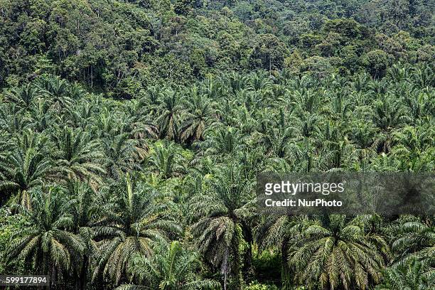 Palm Oil Trees and PT. TKA conservation forrest called &quot;SUMITRO DJOJOHADIKUSUMO FORREST&quot; live side by side in West Sumatera, Indonesia on...