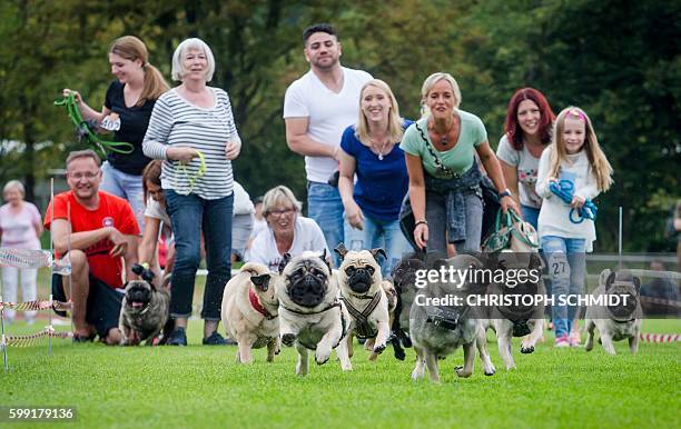 September Pug Wernau Photos and Premium High Res Pictures - Getty Images
