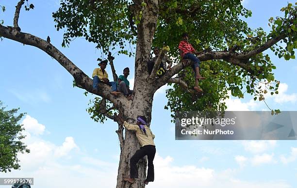 Indian supporters of Bahujan Samaj Party sit on a tree as other climbs to listen to BSP President Mayawati's speech in a public rally during an...