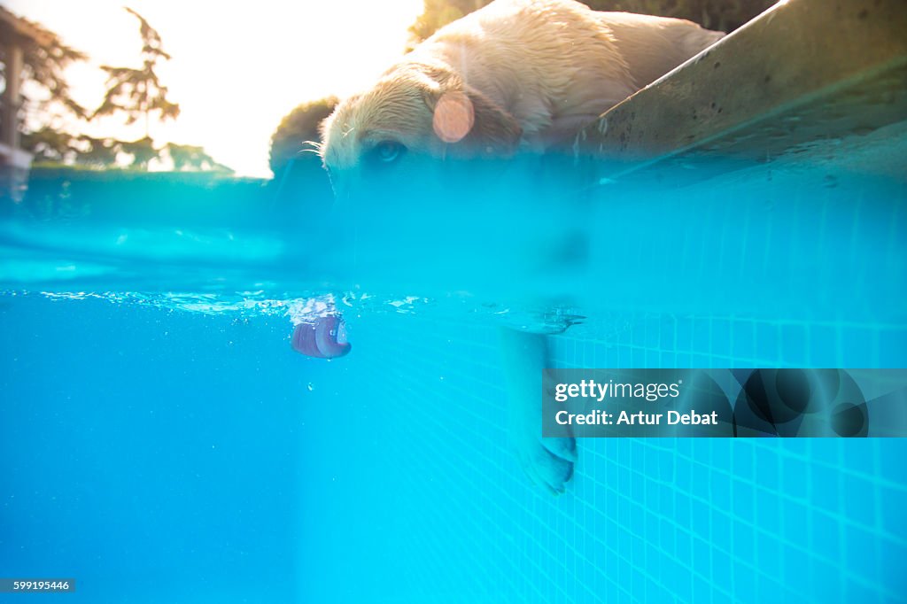 Labrador Retriever dog drinking water from the swimming pool in the home backyard cooling off on summer hot day with underwater view with tongue detail.