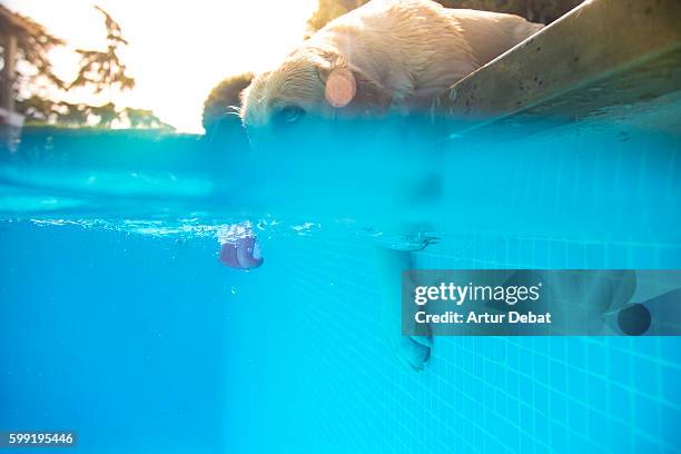 labrador retriever dog drinking water from the swimming pool in the home backyard cooling off on summer hot day with underwater view with tongue detail. - hot legs stock pictures, royalty-free photos & images