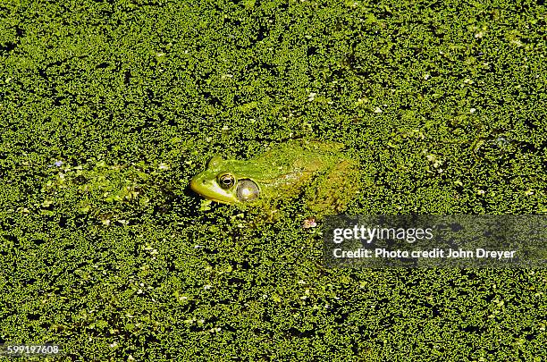 american bullfrog camouflaged - american bullfrog stock pictures, royalty-free photos & images