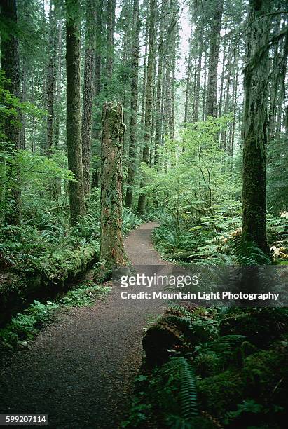 Forest Trail in Olympic National Park