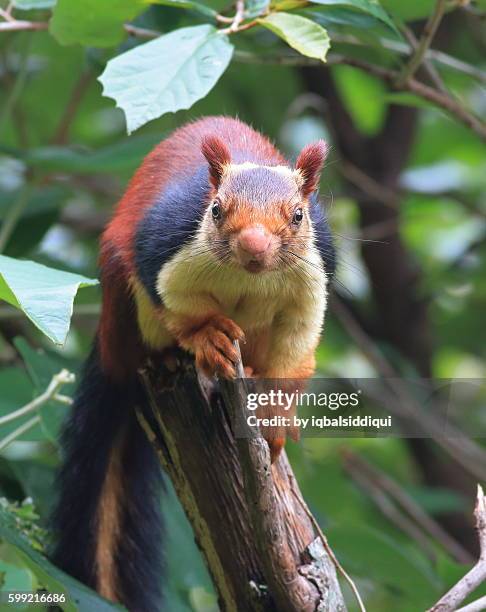 malabar giant squirrel - squirrel stockfoto's en -beelden