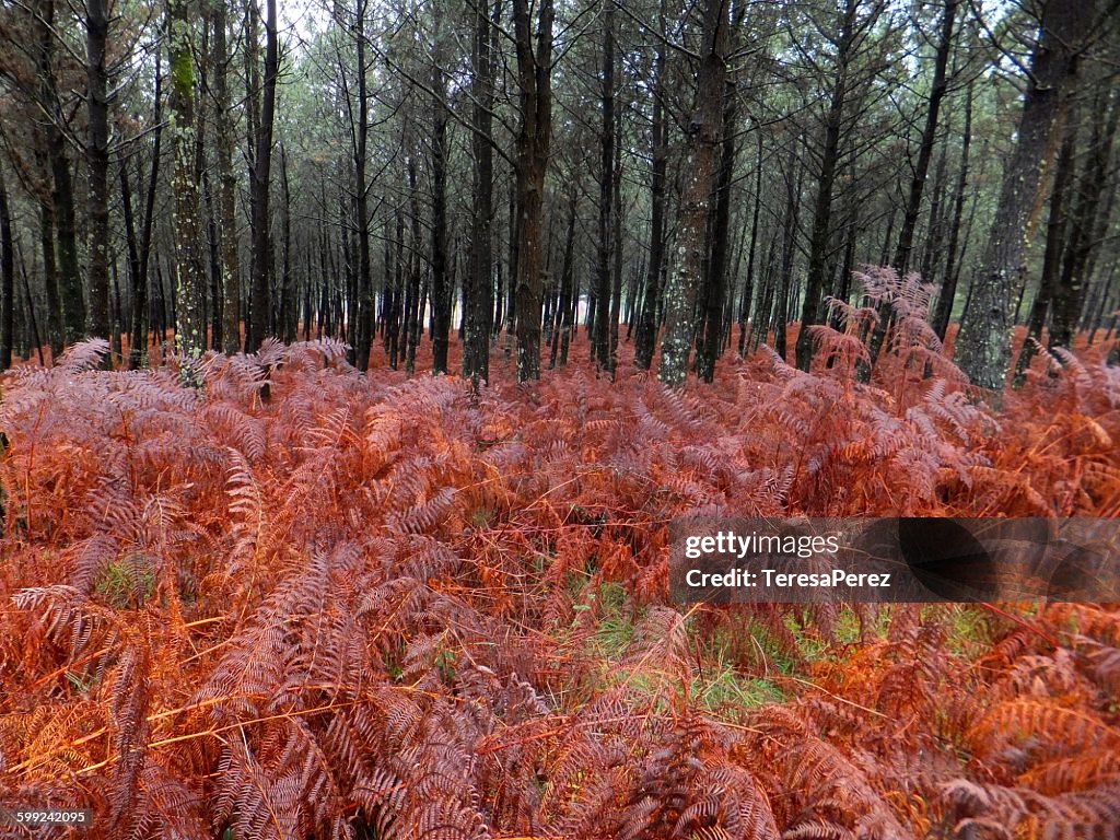 Red Redfern Red Ferns High-Res Stock Photo - Getty Images
