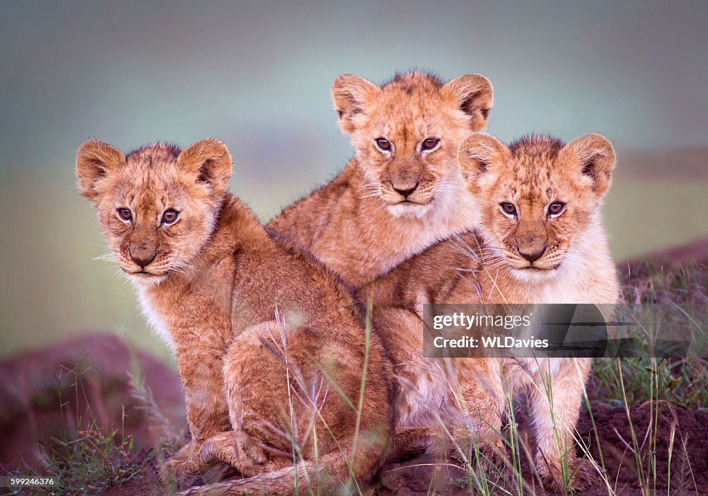 Lion cubs