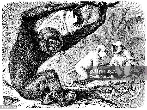 bildbanksillustrationer, clip art samt tecknat material och ikoner med agile gibbon (hylobates agilis) and two hanuman langurs (semnopithecus entellus) - gibbon människoapa