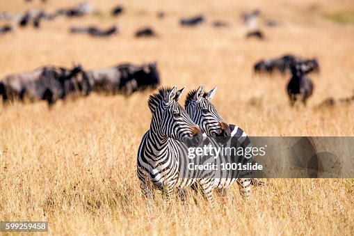 Zebraherde nad Wildebeests Grazing in Savannah Zebraherde nad Wildebeests Grazing in Savannah