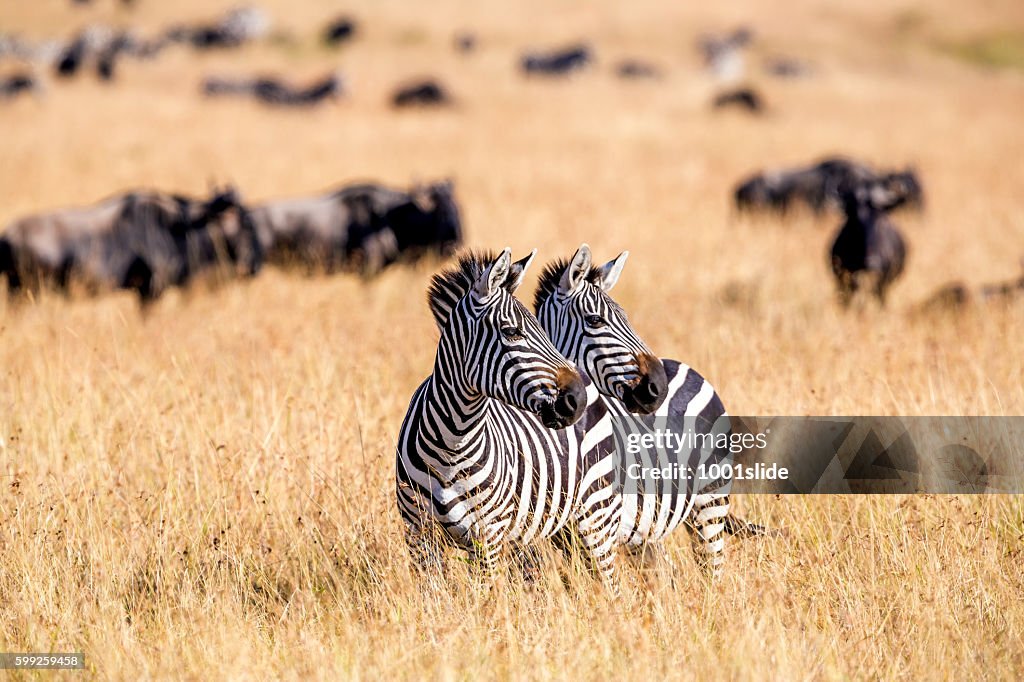 Zebra herd nad Wildebeests Grazing at Savannah