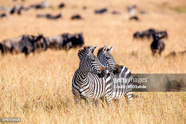 zebra herd nad wildebeests grazing at savannah - masai mara national reserve stockfoto's en -beelden