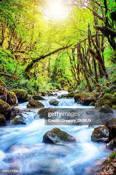 beautiful wild fresh water stream in forest under bright sunlight - running water stream stock pictures, royalty-free photos & images