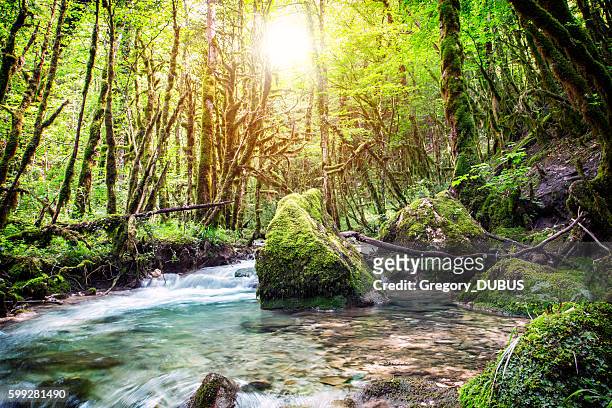 beautiful wild fresh water stream in forest under bright sunlight - running water stream stock pictures, royalty-free photos & images