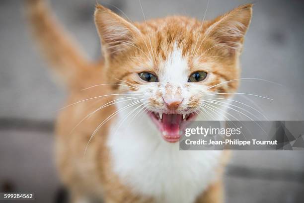 young red cat near the "cat house" in the streets of antalya, southern turkey - ニャーニャー鳴く ストックフォトと画像