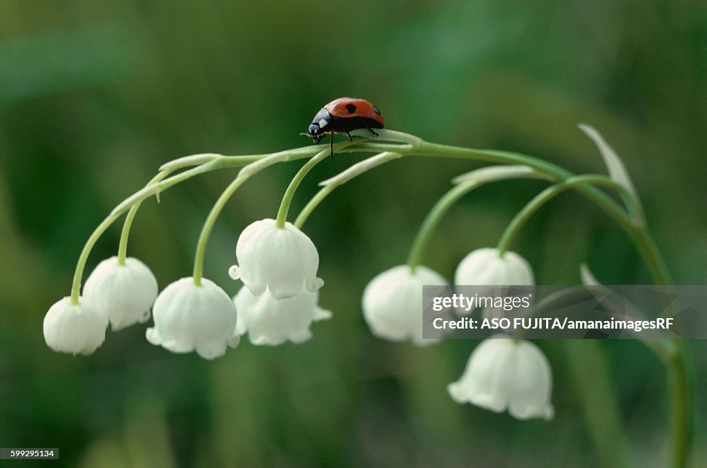 Ladybug on lily-of-the-valley flower