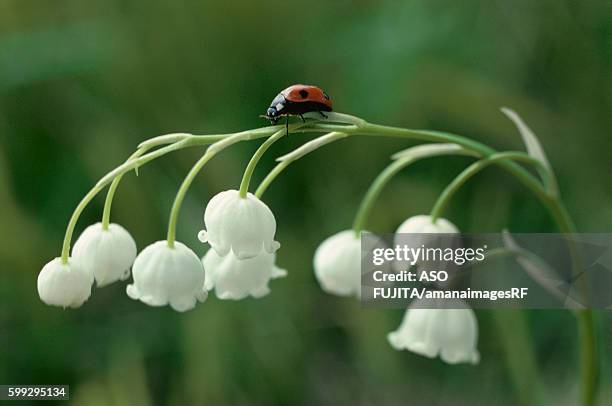 ladybug on lily-of-the-valley flower - lily of the valley stock pictures, royalty-free photos & images