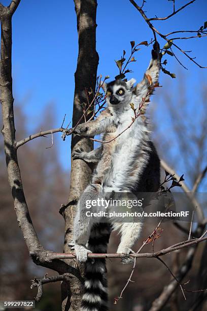 ring-tailed lemur in tree - plusphoto stockfoto's en -beelden