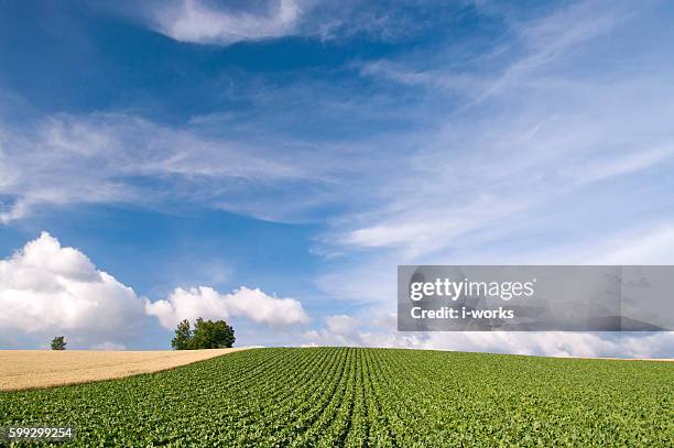 potato and wheat field and hill, hokkaido prefecture, japan - 上川町 ストックフォトと画像