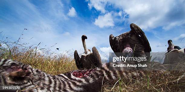 white-backed vulture, lappet-faced vulture and marabou stork feeding on a carcass - scavenging stock-fotos und bilder