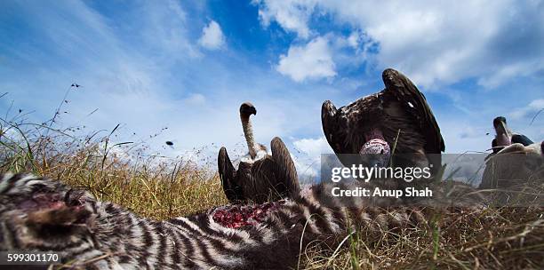 white-backed vulture, lappet-faced vulture and marabou stork feeding on a carcass - scavenging stock pictures, royalty-free photos & images