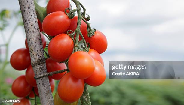 cherry tomatoes, hokkaido prefecture, japan - 上川町 ストックフォトと画像