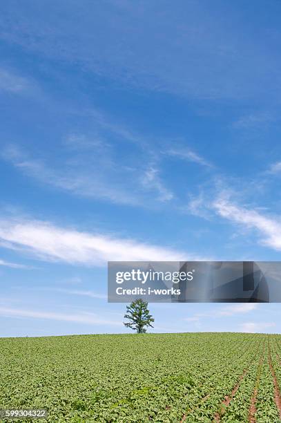 potato field, hokkaido prefecture, japan - 上川町 ストックフォトと画像