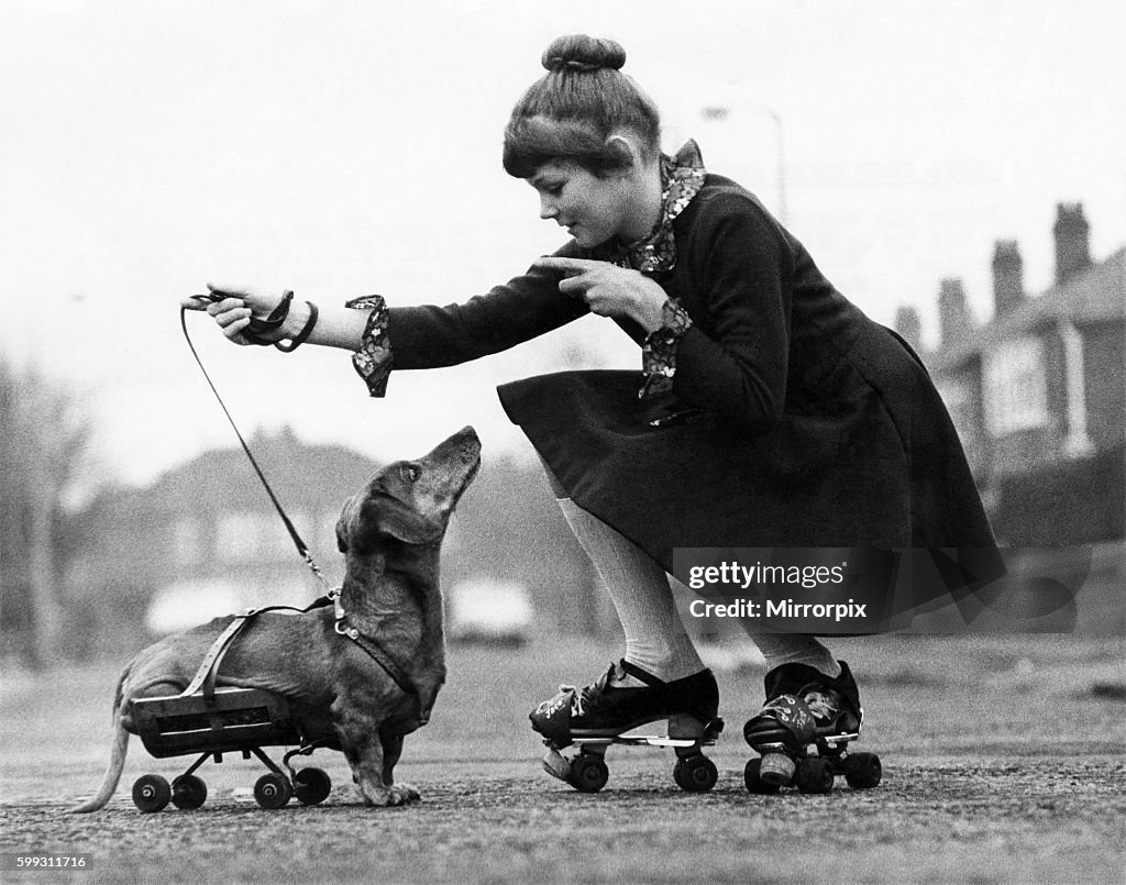 Fritz the dachshund is one dog who never gets tired going walkies- for he does it on wheels.