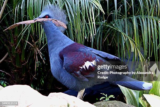 western crowned pigeon. - columbiformes stock pictures, royalty-free photos & images