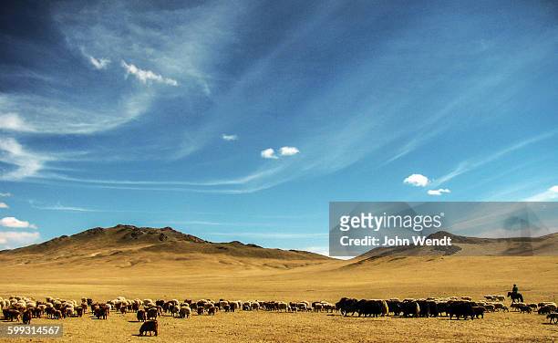 herding under the mongolian sky - yak stockfoto's en -beelden