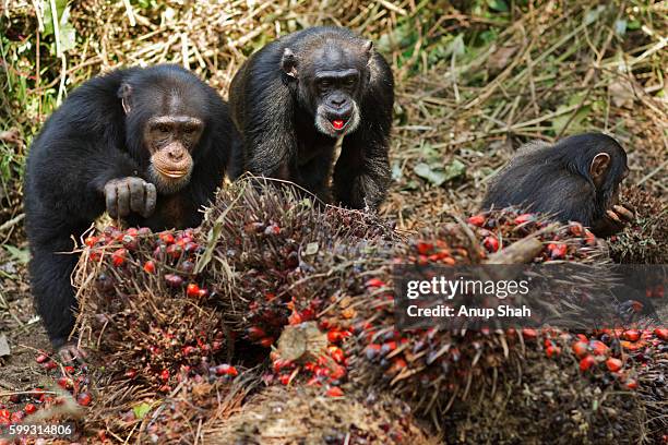 western chimpanzees female with her son and daughter feeding - western chimpanzee stock pictures, royalty-free photos & images