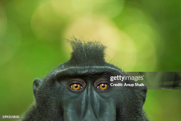 black crested or celebes crested macaque - celebes macaque stock pictures, royalty-free photos & images