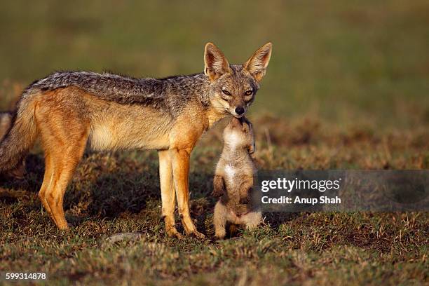 black-backed jackal - mammal - fotografias e filmes do acervo