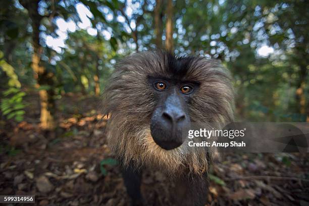 lion-tailed macaque sub-adult male approaching with curiosity - macaco coda di leone foto e immagini stock