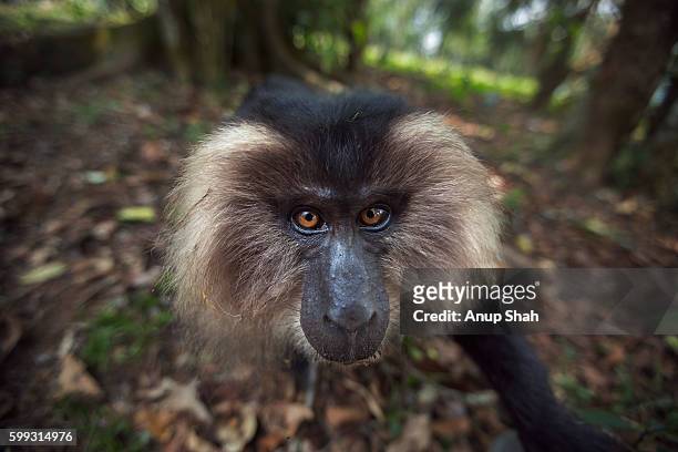 lion-tailed macaque sub-adult male approaching with curiosity - macaco coda di leone foto e immagini stock