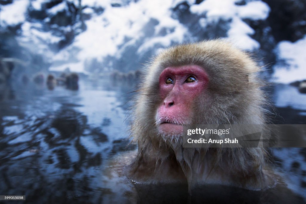 Japanese Macaque or Snow Monkey female submerged in a thermal hotspring spa pool