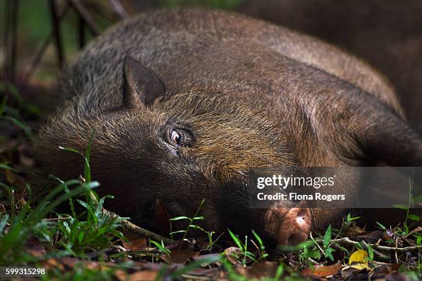 bearded pig lying down on the forest floor - portrait - bearded pig stock-fotos und bilder