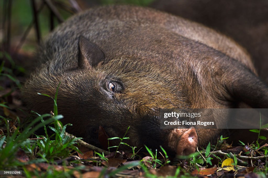 Bearded pig lying down on the forest floor - portrait
