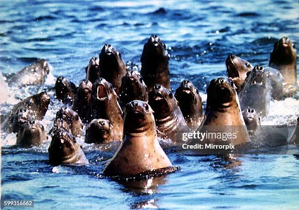 Animals seals swim in Alaskan oil slick following the Exxon Valdez shipping disaster April 1989