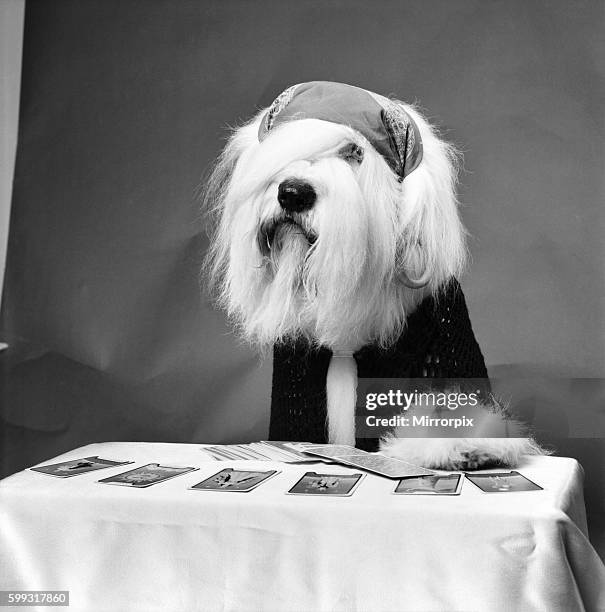 "Duke" the Dulux Dog is another household name. He loves to dress up like a fortune telling gipsy complete with ear rings. January 1981 80-07252-003
