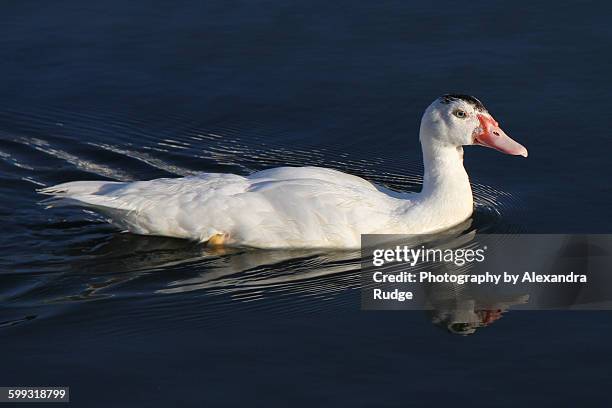 juvenile white domestic muscovy duck - alexandra anka bildbanksfoton och bilder