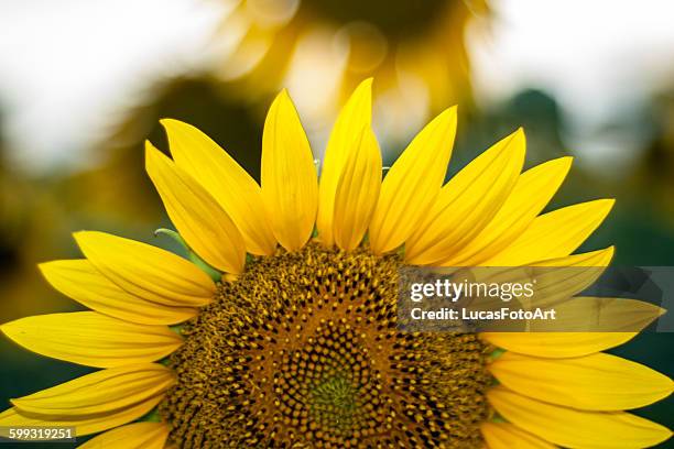 sunflower - girasol común fotografías e imágenes de stock