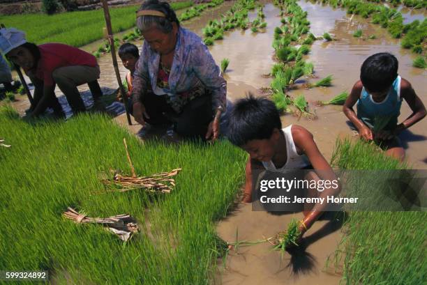 Visayan Rice Planting Ritual 66 Philippine Planting Rice Stock Photos, High-Res Pictures, and Images ...