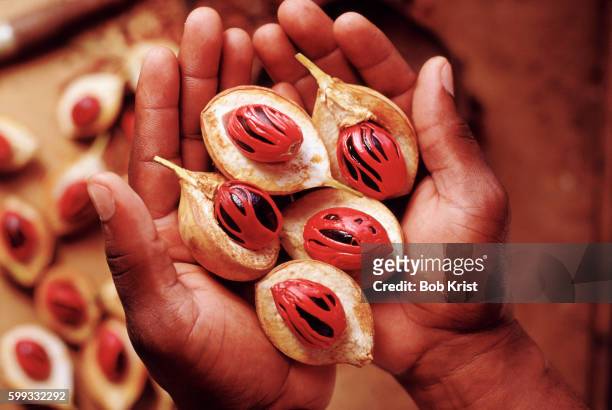 nutmeg in shells - african nutmeg stockfoto's en -beelden
