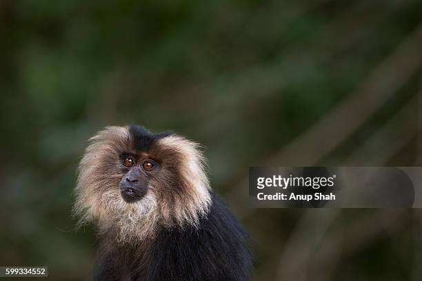 lion-tailed macaque juvenile portrait - macaco coda di leone foto e immagini stock