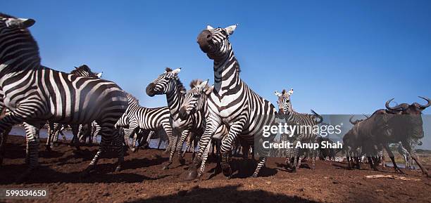 common or plains zebra and eastern white-bearded wildebeest mixed herd heading away from the mara ri - zebra herd running stock pictures, royalty-free photos & images