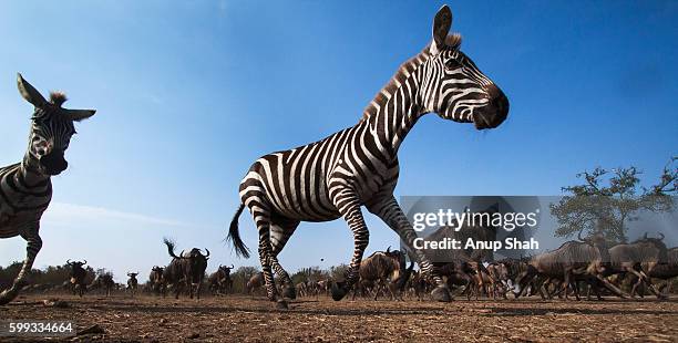 common or plains zebra and eastern white-bearded wildebeest mixed herd running - zebra herd running stock pictures, royalty-free photos & images