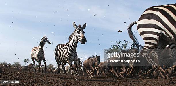 common or plains zebra and eastern white-bearded wildebeest mixed herd running - zebra herd stock pictures, royalty-free photos & images