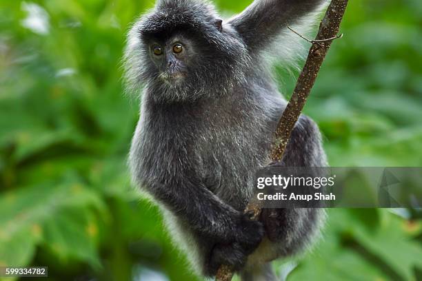 silvered or silver-leaf langur juvenile sitting on a branch - silvered leaf monkey stock-fotos und bilder